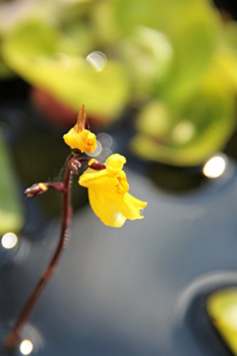 Wasserpflanzen Wolff - Utricularia vulgaris - Wasserschlauch, gelb - Rarität! von Wasserpflanzen Wolff