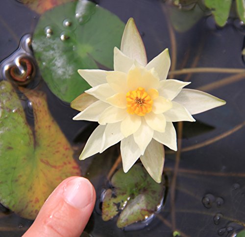 WASSERPFLANZEN WOLFF - Nymphaea Pygmaea 'Helvola' - Zwergseerose, gelb - fertig im PFLANZKORB - QUALITÄTSSTAUDE von Wasserpflanzen Wolff