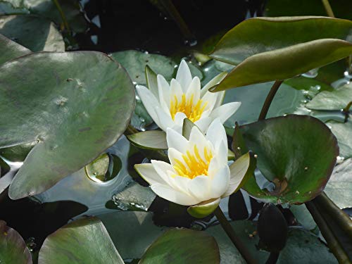 WASSERPFLANZEN WOLFF - Zwergseerose im Pflanzkorb - Nymphaea 'Walter Pagels', weiß - von Wasserpflanzen Wolff