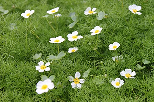 WASSERPFLANZEN WOLFF - fertig im Pflanzkorb - Klärpflanze!- Ranunculus aquatilis - Wasserhahnenfuß, weiß - Wasserpflanzen Wolff von Wasserpflanzen Wolff