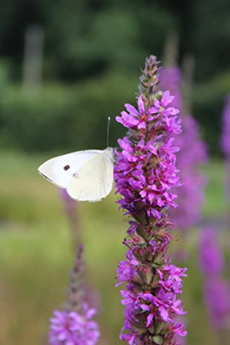 WASSERPFLANZEN WOLFF - fertig im PFLANZKORB - Lythrum salicaria - winterhart - Blutweiderich - Rutenweiderich, rot - heimisch von Wasserpflanzen Wolff