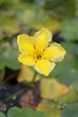 WASSERPFLANZEN WOLFF - fertig im Pflanzkorb - Nymphoides peltata - Seekanne, gelb - heimisch - winterhart von Wasserpflanzen Wolff