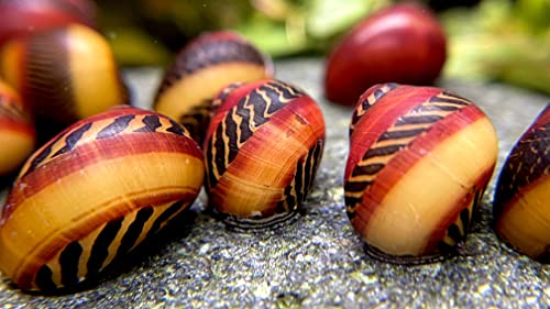 WaterPlants 5 Stk. Rote Rennschnecke ''super Algenfresser'' und eine absolute ''Rarität'' im Sparpaket Aquarium Schnecke von WaterPlants