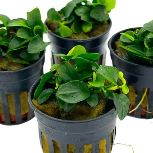 WaterPlants Anubias nana petite, Wasserpflanze, Aquarium Pflanze Anubias, Kleine Anubias im Topf von WaterPlants