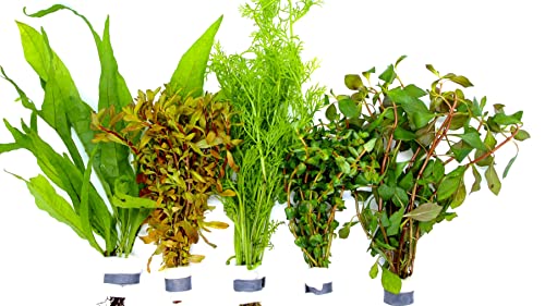 WaterPlants Aquariumpflanzen Set 5 Bunde Mix, Wasserpflanze, Wasserpflanzen, Dicke Bunde von WaterPlants