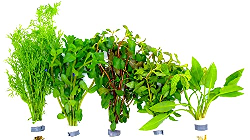 Aquariumpflanzen Set 5 XXL Bunde, Wasserpflanze, Wasserpflanzen, Dicke Bunde von WaterPlants