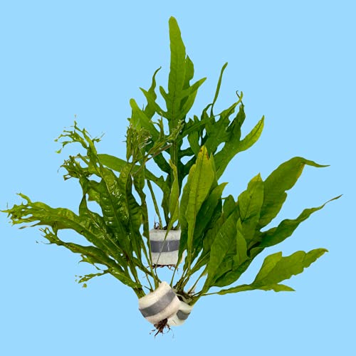 Pflanzen Set mit 3 Javarfarn Aquariumpflanzen Wasserpflanzen, Bund Pflanzen, von WaterPlants