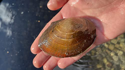 Teichmuschel Set, Bio Teichfilter, super gegen Algen, 6-9cm groß (7 Teichmuscheln) von WaterPlants