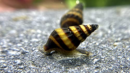 5 Raubschnecke - Clea helena (Anentome helena), Aqaurium Schnecke von WaterPlants