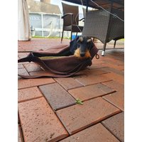 Dackelsack Zum Tragen Dackelsack Zum Tragen von WatfoernSpoell