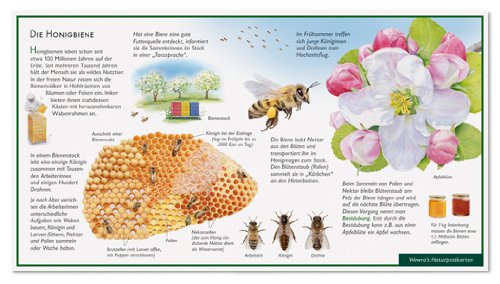 Die Honigbiene - Bienenstock - Wawra Naturpostkarte Nr. 24 zum Entdecken, Beobachten, Bestimmen - 22 cm x 12 cm von NATUR-VERLAG WAWRA