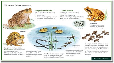 Kröten - Wenn die Kröten wandern - Vergleich von Erdkröte und Grasfrosch - Wawra Naturpostkarte Nr. 9 zum Entdecken, Beobachten, Bestimmen - 22 cm x 12 cm von NATUR-VERLAG WAWRA