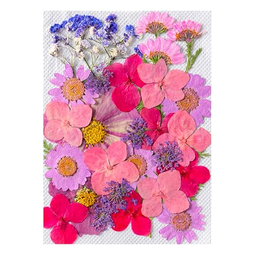 Bright Pressed Flower Pack Getrockneter Charm Multi Farbig Getrocknetes Set Für Künstlerische Kreation Und Geschenkverpackung Kunstprojekte von Wayfadacc