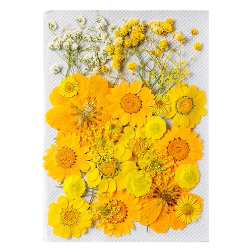Bright Pressed Flower Pack Getrockneter Charm Multi Farbig Getrocknetes Set Für Künstlerische Kreation Und Geschenkverpackung Kunstprojekte von Wayfadacc