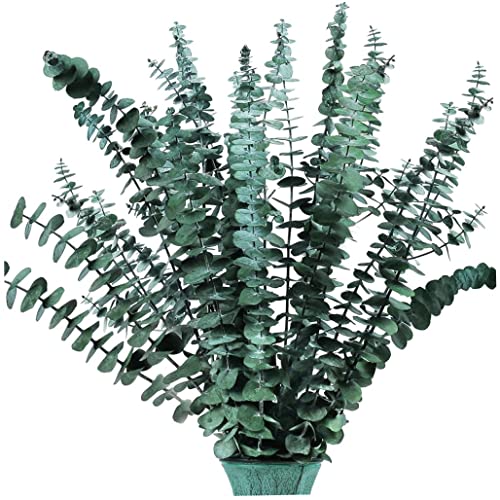 16pcs vorgewahrte drogen eukalyptus branchen, 17 Eukalyptus Pflanzen Stamm, realer Eukalyptus Bündel für Vase Füller, Arrangement von getrockneten Blüten, Blumenheimdekor 16PCS präserved eukalyptuen von Wedhapy