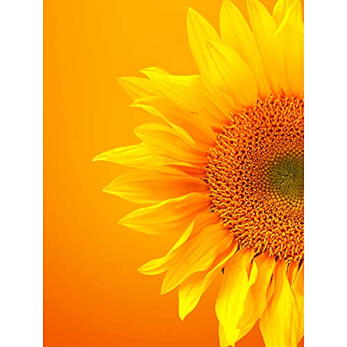 Wee Blue Coo LTD 12 X 16 INCH / 30 X 40 CMS Single Sunflower Bloom ORANGE Yellow Photo FINE Art Print Poster Home Decor Picture Blume blühen Gelb Foto Kunstdruck Zuhause Deko Bild von Wee Blue Coo