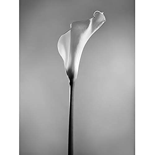 Flower Black And White Calla Lily Unframed Art Print Poster Wall Decor 12x16 inch Blume Wand Deko von Wee Blue Coo