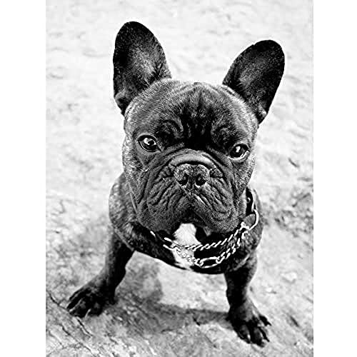 Wee Blue Coo French Bulldog Dog Puppy Black White Photo Art Large Art Print Poster Wall Decor 18x24 inch von Wee Blue Coo