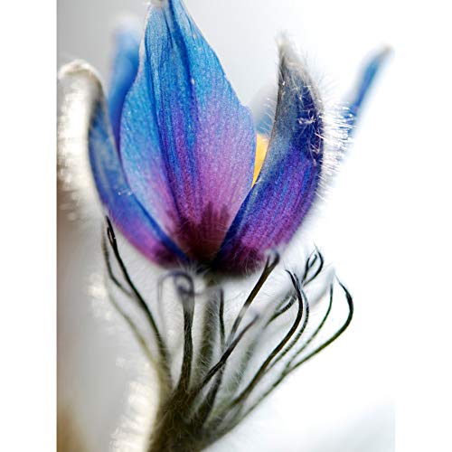 Kunstdruck auf Leinwand, Motiv Blumen / Blumen, Blau / Violett von Wee Blue Coo