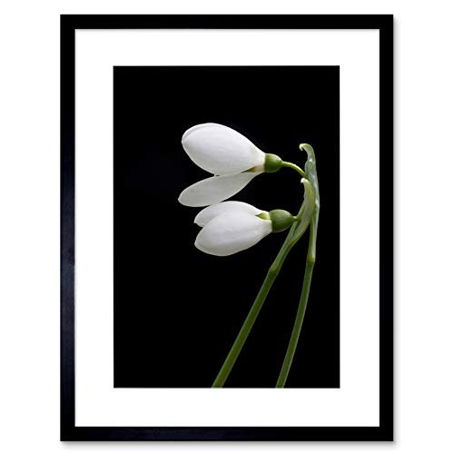 SNOWDROPS Spring Flowers Bloom White Black Black Framed Art Print B12X8840 von Wee Blue Coo