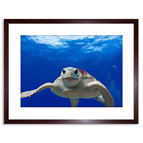 The Art Stop PHOTO NATURE ANIMAL TURTLE LOGGERHEAD SEA REPTILE FRAMED PRINT F97X4196 von Wee Blue Coo