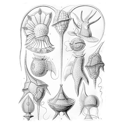 Wee Blue Coo 14. Platte Ernst Haeckel Kunstformen Der Natur Peridinea Leinwanddruck von Wee Blue Coo