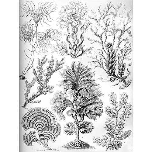 Wee Blue Coo 15. Platte Ernst Haeckel Kunstformen Der Natur Fucoideae Leinwanddruck von Wee Blue Coo