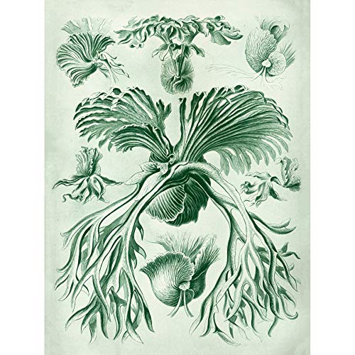 Wee Blue Coo 52nd Plate Ernst Haeckel Kunstformen Der Natur Filicinae Leinwanddruck von Wee Blue Coo
