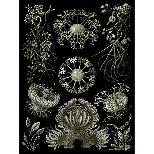 Wee Blue Coo 73rd Plate Ernst Haeckel Kunstformen Der Natur Ascomycetes Leinwanddruck von Wee Blue Coo