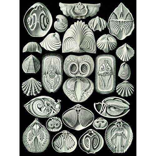 Wee Blue Coo 97th Plate Ernst Haeckel Kunstformen Natur Spirobranchia Leinwanddruck von Wee Blue Coo