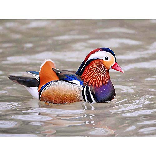 Wee Blue Coo Animal Bird Male Mandarin Duck Art Print Poster Wall Decor Kunstdruck Poster Wand-Dekor-12X16 Zoll von Wee Blue Coo