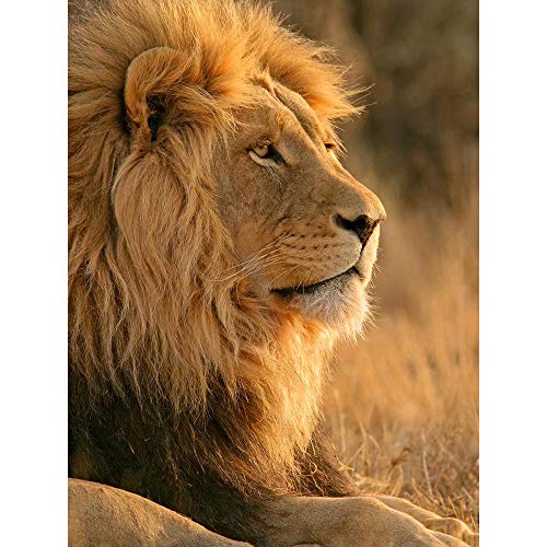 Wee Blue Coo Big African Lion Sitting Sun Art Print Poster Wall Decor Kunstdruck Poster Wand-Dekor-12X16 Zoll Wee Blue Coo Big African Lion Sitting Sun Art Print Poster Wall Decor Kunstdruck Poster Wand-Dekor-12X16 Zoll von Wee Blue Coo
