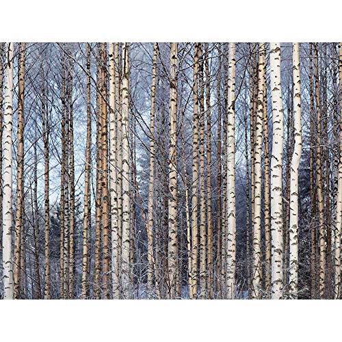 Wee Blue Coo Birch Forest Trees Silver Art Print Poster Wall Decor Kunstdruck Poster Wand-Dekor-12X16 Zoll Wee Blue Coo Birch Forest Trees Silver Art Print Poster Wall Decor Kunstdruck Poster Wand-Dekor-12X16 Zoll von Wee Blue Coo