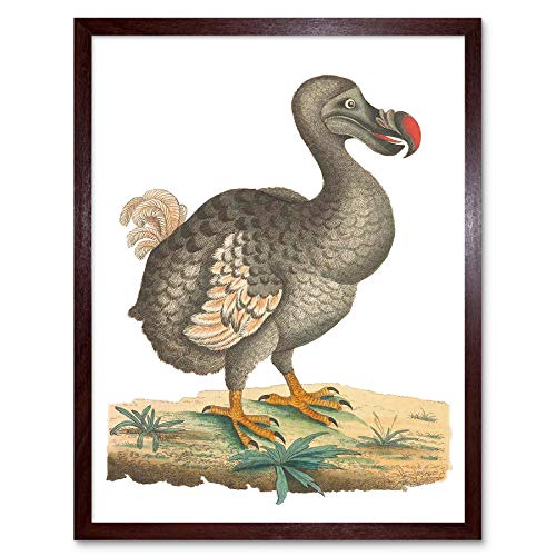 Wee Blue Coo Bird Dodo Vintage Illustration Art Print Framed Poster Wall Decor Kunstdruck Poster Wand-Dekor-12X16 Zoll von Wee Blue Coo