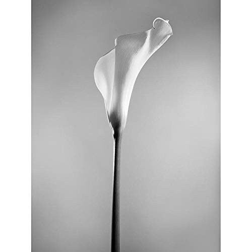Wee Blue Coo Blume Schwarzweiß Calla Lily Ungerahmter Druck 30x40 cm von Wee Blue Coo