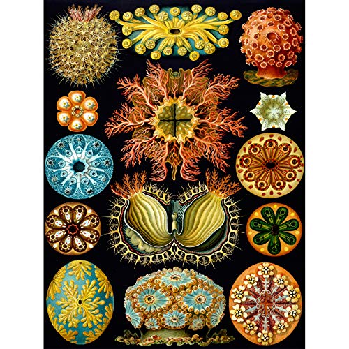 Wee Blue Coo Colour Plate Ernst Haeckel Kunstformen Der Natur Leinwanddruck von Wee Blue Coo