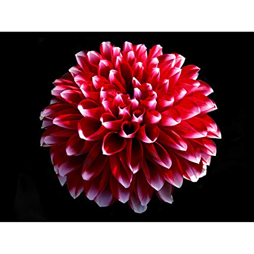 Wee Blue Coo Einzelne Dahlie rosa rote Blume Bloom Foto Kunst Bild Leinwand Druck von Wee Blue Coo