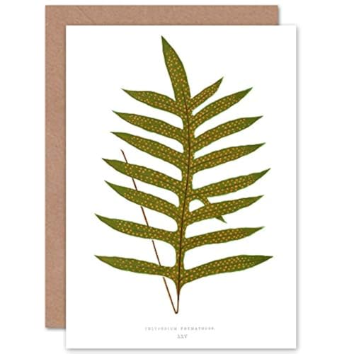 Wee Blue Coo Farn Polypodium Phymatodes Geburtstagskarte von Wee Blue Coo