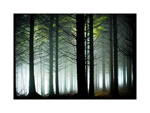 The Art Stop PHOTO LANDSCAPE FOREST PINE TREE SUNSHINE WOODS FRAMED PRINT F12X5302 The Art Stop PHOTO LANDSCAPE FOREST PINE TREE SUNSHINE WOODS FRAMED PRINT F12X5302 von Wee Blue Coo