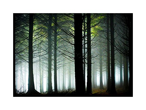 Wee Blue Coo Foto-Landschaft Wald Kiefer Baum Sonnenschein Holz Wand Kunstdruck von The Art Stop