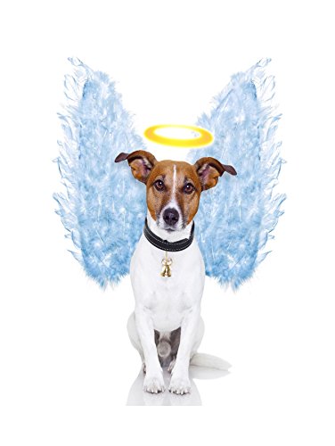 The Art Stop Photo Angel Wings Jack Russell Dog Halo Framed Print F12X2696 von Wee Blue Coo