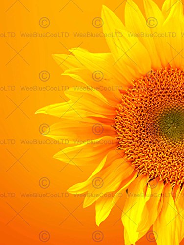 Wee Blue Coo LTD 12 X 16 INCH / 30 X 40 CMS Single Sunflower Bloom ORANGE Yellow Photo FINE Art Print Poster Home Decor Picture Blume blühen Gelb Foto Kunstdruck Zuhause Deko Bild von Wee Blue Coo