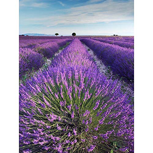 Wee Blue Coo Lavender Field Provence France Morning Flowers Art Print Poster Wall Decor Kunstdruck Poster Wand-Dekor-12X16 Zoll von Wee Blue Coo