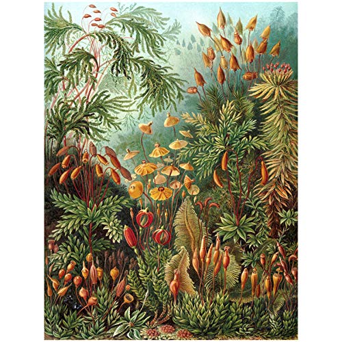 Bumblebeaver Nature Art ERNST Haeckel SEA Plant Biology Germany Vintage Poster Print 12x16 inch 30x40cm Natur Pflanze Biologie Deutsche Jahrgang von Wee Blue Coo