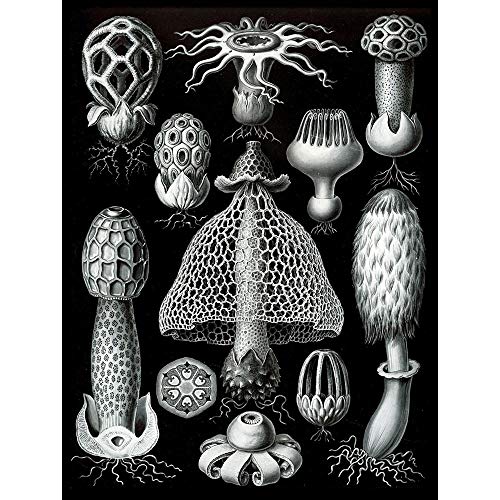 Wee Blue Coo Nature Ernst Haeckel Gus Mushroom Toadstool Biology Germany Art Print Poster Wall Decor Kunstdruck Poster Wand-Dekor-12X16 Zoll von Wee Blue Coo