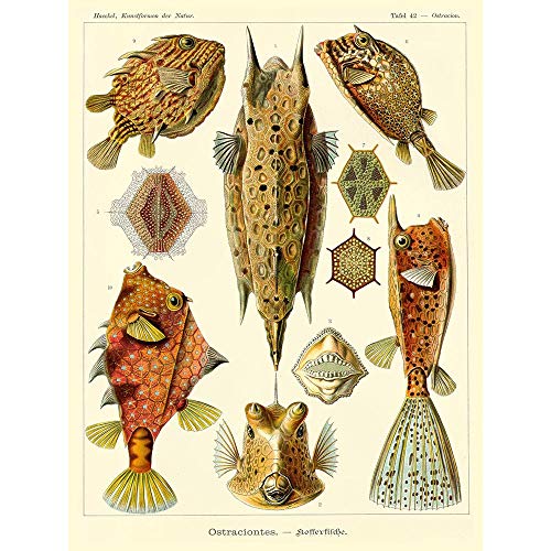 Wee Blue Coo LTD Nature Fish Ostraciontes Ernst Haeckel Biology Germany Vintage Art Print Poster Wall Decor Kunstdruck Poster Wand-Dekor-12X16 Zoll von Wee Blue Coo LTD