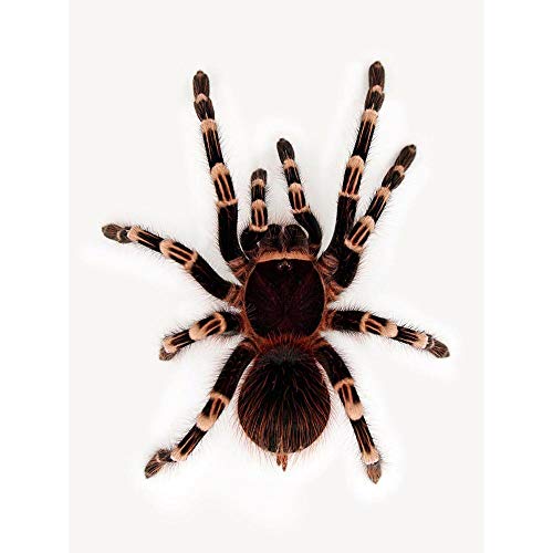 Wee Blue Coo Redknee Tarantula Spider Arachnid Art Print Poster Wall Decor Kunstdruck Poster Wand-Dekor-12X16 Zoll Wee Blue Coo Redknee Tarantula Spider Arachnid Art Print Poster Wall Decor Kunstdruck Poster Wand-Dekor-12X16 Zoll von Wee Blue Coo