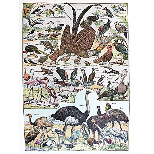 Wee Blue Coo Scientific Birds Identification Ostrich Penguin Flamingo Art Print Poster Wall Decor Kunstdruck Poster Wand-Dekor-12X16 Zoll von Wee Blue Coo