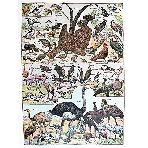 Wee Blue Coo Scientific Birds Identification Ostrich Penguin Flamingo Art Print Poster Wall Decor Kunstdruck Poster Wand-Dekor-12X16 Zoll Wee Blue Coo Scientific Birds Identification Ostrich Penguin Flamingo Art Print Poster Wall Decor Kunstdruck Poster Wand-Dekor-12X16 Zoll von Wee Blue Coo