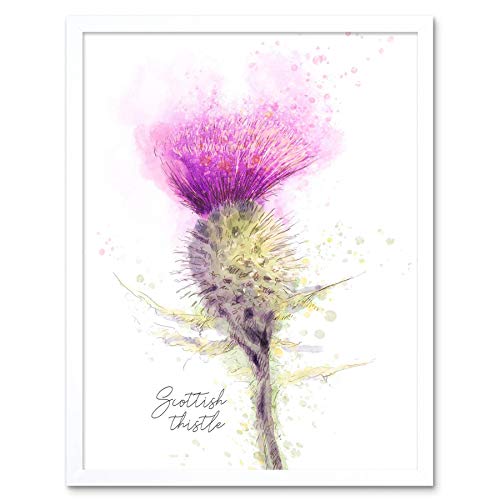 Wee Blue Coo Scottish Thistle Flower Head Watercolour Scotland Art Print Framed Poster Wall Decor Kunstdruck Poster Wand-Dekor-12X16 Zoll von Wee Blue Coo